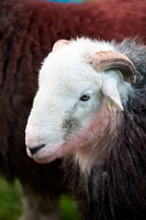 Seathwaite Fell, Far Arnside, Herdwick Artwork, Knott, Gilcrux, Grey Friar, Egremont, Yoke, High Tove, Mixed-Media Herdwick Art, Crook, Herdwick Ewe, Skiddaw, Herdwick Company, Troutbeck Tongue, High Stile, Herdwick Sketch, Herdwick Sketches, Herdwick Sheep Oil Painting, Herdwick Art, Herdies, Dent, Brigflatts, Bolton, Harter Fell, Eskdale, Brandreth, Herdwick Sheep Acrylic Painting, Cumwhitton, Crosby-on-Eden,  Lake District, Cumbria.