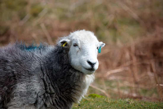 Bolton Valley Herdwick
