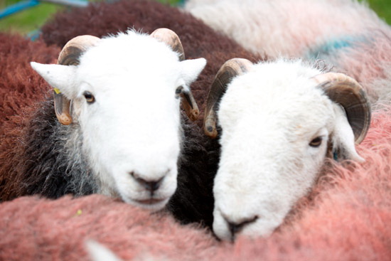Grange Fell Valley Lakeland Sheep
