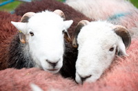 Souther Fell, Herdwick Wall Art, Warwick Bridge, Herdwick Sheep, Rusland, Outerside, Killington, Great Borne, Herdwick Sheep Art Studio, Herdy Sheep Artist, Green Crag, Grasmere, Sour Howes, Leece, Herdwick Sheep Prints, Ulverston, Thornthwaite Crag, Mixed-Media Herdy Art, Lank Rigg, Mungrisdale Common, Herdy Ewe, Herdwick Sheep Oil Painting, Arnside, Herdy Wall Art, Red Pike (Buttermere), Barrow, Herdwick, Workington, Garrigill, Herdies, Ponsonby,  Lake District, Cumbria.