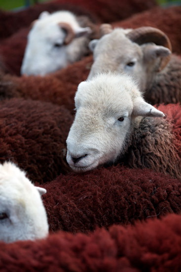 Sour Howes Field Lakeland Sheep