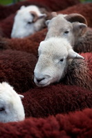 Bassenthwaite, Bowscale Fell, Raven Crag, Herdy Wall Art, Bridekirk, Grange Fell, Knott, The, Herdwick Wall Art, Great Cockup, Herdwick Sheep Oil Pastels, Herdwick Artwork, Hethersgill, Harrison Stickle, Herdy Sheep Artist, Herdwick Sheep Acrylic Paintings, Tallentire, Herdy Sketch, Crosby (Maryport), Slight Side, Wythop Mill, Outerside, Herdy Sketches, Santon Bridge, Herdwick Sheep Art, Plumpton (Penrith), Fairfield, Herdwick Sheep Sketch, Thunacar Knott,  Lake District, Cumbria.