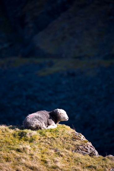 Bootle Farm Lake district Sheep