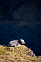 Great Cockup, Newbiggin-on-Lune, Herdwick Sketches, Dovenby, Brigflatts, Herdwick Drawings, Herdwick Sheep Oil Pastels, Slate Fell, High Tove, Froswick, Kendal, Rossett Pike, Middle Dodd, Gibson Knott, Newton Arlosh, Herdwick Sheep, Dale Head, Grey Crag, Brough, Herdwick, Ireleth, Hilton, Herdies, Firbank Fell, Herdwick Ewe, Newby Bridge, Herdwick Sheep Art, Herdwick Art Studio, Herdwick Artwork, Bowness-on-Solway, Sedbergh,  Lake District, Cumbria.