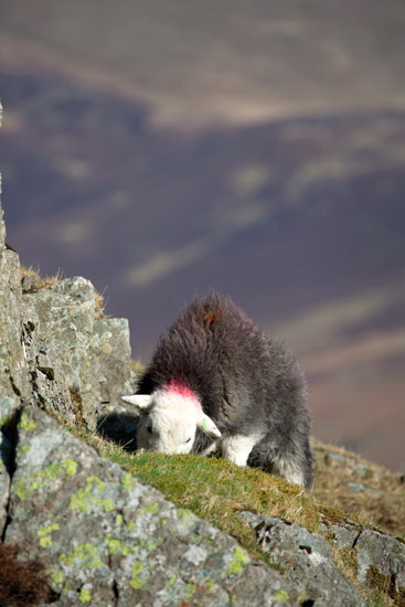 Blencarn Farm Lake district Sheep