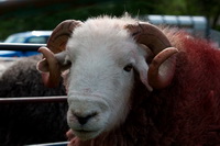 Herdwick Sheep Oil Pastels, Herdy Art, Cleator Moor, Lonscale Fell, Nateby, Herdwick Wall Art, Herdies, Eskdale Green, Haystacks, Herdy Ewe, Harter Fell, Eskdale, Herdy Sketches, Herdwick Sheep Sketch, Nab Scar, Herdwick Sheep, Bigrigg, Burgh by Sands, Gleaston, Alston, Mixed-Media Herdy Art, Soulby (Penrith), Salkeld Dykes, Herdwick Sheep Art Studio, The Nab, Temple Sowerby, Herdwick Drawings, Crosby Ravensworth, Gosforth, Birks, Great End, Bowscale Fell,  Lake District, Cumbria.