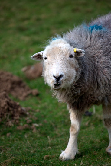 Heron Pike Farm Herdwick Sheep - Lakeland Photos - Art Prints Heron Pike Farm Herdwick Sheep