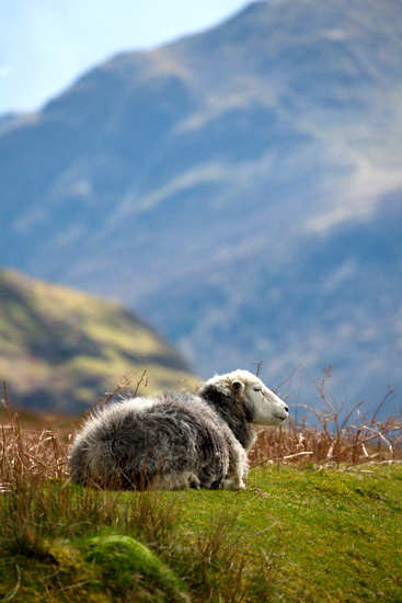 Low Pike Valley Herdwick