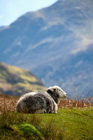 Herdy Sheep Artist, Hallin Fell, Cumdivock, Herdy Art, Herdwick Sheep Sketch, Windermere, Mixed-Media Herdy Art, Whiteless Pike, Orton, Herdwick Drawings, Ullscarf, High Raise, Johnby, Seat Sandal, Bampton, Herdwick Wall Art, Herdwick Sheep Oil Pastels, Herdwick Sheep Acrylic Paintings, Bonscale Pike, Herdy Sketches, Rottington, Herdwick Sheep, Herdies, Skirwith, Skiddaw, Mardale Ill Bell, Newton Arlosh, Grinsdale,  Lake District, Cumbria.