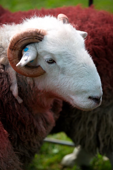 Sedbergh Valley Lake district Sheep