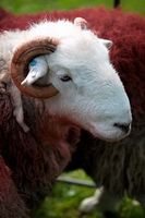 Herdy Art, Lakeland Herdy Artworks, Herdwick Sheep Acrylic Paintings, High Bankhill, Mungrisdale Common, Moor Row, Slight Side, Bowscale Fell, Selside, Esk Pike, Herdwick, Bewaldeth, Johnby, Low Fell, Herdwick, Westnewton, Warwick Bridge, Broom Fell, Herdy Sketch, Herdy Ewe, Lakeland Sheep, Robinson, Vickerstown, Skiddaw Little Man, Pennington, Dacre, Burneside, Harter Fell, Eskdale, Herdwick Sheep Oil Pastels, Herdy, Hen Comb, Great Gable, Herdwick Sheep Oil Painting,  Lake District, Cumbria.