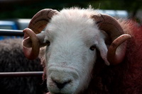 Herdwick, Silver How, Herdwick Sheep Acrylic Painting, Herdwick Sheep Oil Painting, Whin Rigg, Hart Side, Herdwick Sheep, Hayton (Brampton), Nenthead, Herdwick Sketches, Pennington, Garrigill, Lank Rigg, Hopegill Head, Allonby, Esk Pike, Bowfell, Greendale, Mixed-Media Herdwick Art, Herdwick, Herdwick Art, Herdwick Sheep Oil Painting, Herdwick Sheep Oil Pastels, Hale, Hartsop Dodd, Herdwick Sheep Art,  Lake District, Cumbria.