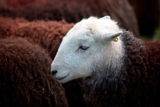 Watch Hill Farm Herdwick Sheep - Lakeland Photos - Art Prints Watch Hill Farm Herdwick Sheep