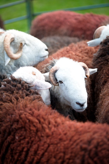 Milnthorpe Farm Herdwick