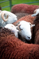 Clifton, Red Pike (Wasdale), Hart Crag, Cark (Cartmel), Cleator Moor, Slate Fell, Dockray, Broughton Beck, Herdwick Sheep Oil Painting, Herdy Wall Art, Caw Fell, Herdies, Broughton in Furness, Herdwick Sheep, Herdwick Wall Art, Herdwick Sheep Art Studio, Herdy Ewe, Beaumont, Herdy Sheep Artist, Lamplugh, Silver How, Bannerdale Crags, Herdy Sketches, Herdwick Artwork, Bampton Grange, Herdy Art, Casterton, Skiddaw Little Man, Barrow, Askham,  Lake District, Cumbria.