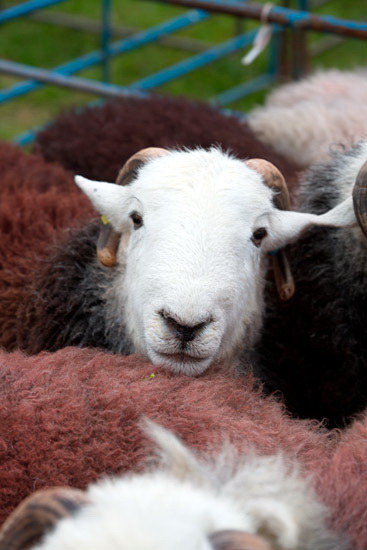 Beetham Lakeland Sheep - Lakeland Photos - Art Prints Beetham Lakeland Sheep