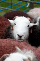 Newbiggin (Brampton), Sour Howes, Seathwaite (Duddon Valley), Herdy Sketches, Herdwick Sheep Oil Painting, Base Brown, Bromfield, Newby Bridge, Lakeland Herdy Artworks, Helm Crag, Herdies, Moor Row, Bleaberry Fell, Lakeland Sheep, High Spy, Sale Fell, Seathwaite Fell, Hartsop Dodd, Herdy Sheep Artist, Brampton (Carlisle), Old Town, Ard Crags, Herdy Art, Herdwick Sheep Art Studio, Beetham, Kirkoswald, Herdy,  Lake District, Cumbria.