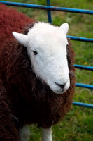 Egremont, Ulverston, Pike of Blisco, Herdwick Art Studio, Herdwick Sketch, Black Fell, Raughton Head, Swirl How, Herdwick Sheep Prints, Great Sca Fell, Hindscarth, Souther Fell, Monkhill, Herdwick Art, Wether Hill, Herdies, Bolton, Maulds Meaburn, Herdwick Sheep Oil Painting, Skiddaw Little Man, Eel Crag (Crag Hill), Herdwick Sheep Acrylic Painting, Herdwick Ewe, Abbeytown, Watermillock, St. Bees, Rest Dodd, Soulby (Penrith), Ullock Pike,  Lake District, Cumbria.