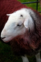 Whicham, Loadpot Hill, Ard Crags, Bassenthwaite, Firbank Fell, Lakeland Sheep, Hesket Newmarket, Herdy Wall Art, Hallin Fell, Herdwick Sheep Oil Painting, Herdwick, Kirkoswald, Cartmel, Rosthwaite (Keswick), Herdy Sheep Artist, Loft Crag, Grayrigg Forest, Mixed-Media Herdy Art, Herdwick, Herdwick Drawings, Newby Bridge, The Nab, Gavel Fell, Silloth, Patterdale, Great End,  Lake District, Cumbria.