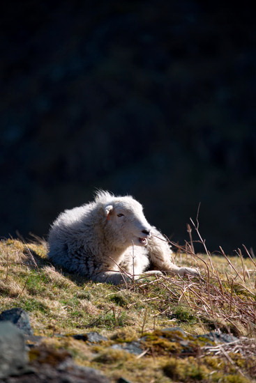 High Street Farm Lakeland Sheep