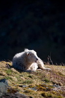 Herdy, Herdwick Sheep, Lakeland Herdy Artworks, Herdwick Wall Art, Herdy Art, Herdies, Herdwick Sheep Art, Herdwick Sheep Oil Pastels, Herdwick Sheep Oil Painting, Lakeland Sheep, Herdwick, Herdwick Drawings, Herdwick Sheep Sketch, Herdwick Sheep Art Studio, Herdwick Sheep Oil Painting, Herdy Ewe, Herdwick Sheep Acrylic Paintings, Herdwick, Herdy Wall Art, Herdwick Sheep Prints, Herdy Sketches, Herdy Sketch, Herdwick Artwork, Mixed-Media Herdy Art, Heron Pike, Lingmoor Fell, Aldingham, Seatallan, Calthwaite, Rannerdale Knotts, Ainstable, Leasgill, Fellbarrow, Skelwith Bridge, Hallbankgate, Har