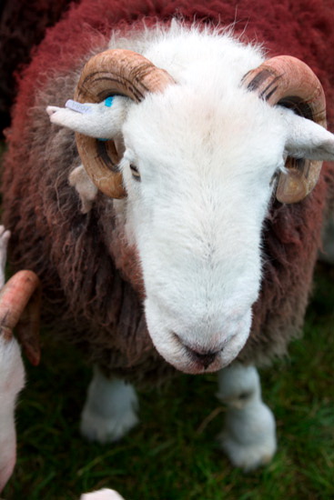 Castle Crag Field Lake district Sheep