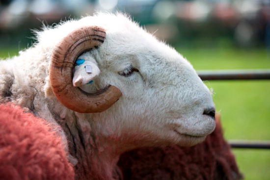 Briery Valley Lakeland Sheep