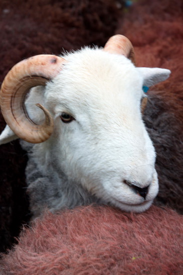 Scoat Fell Field Lake district Sheep