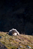 Place Fell, Orton, Haystacks, Skiddaw, Herdwick Sheep Sketch, Banks, Dale Head, Great Broughton, Herdwick Drawings, Mungrisdale, Wandope, Bootle, Tarn Crag (Far Eastern Fells), Kirkbride, Scotby, Herdwick, Hoff, Mellbreak, Grange Fell, Brae Fell, Herdwick Sheep Oil Painting, Briery, Rampsgill Head, Herdwick Sheep Oil Pastels, Rest Dodd, Mixed-Media Herdy Art, Herdwick Sheep Art, Fellbarrow, Herdy Art, Herdy Sheep Artist, Crosby Garrett, Lazonby, Herdy Sketches,  Lake District, Cumbria.