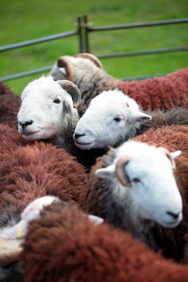 Patterdale Valley Herdwick