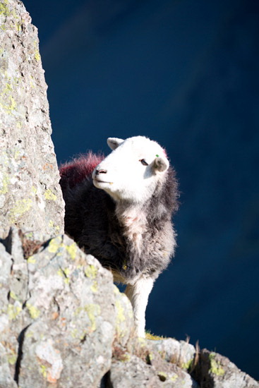 Caldbeck Herdwick
