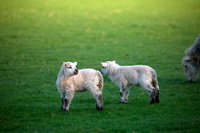 Herdwick Sheep Art, Catbells, Dent, Knock, Kirkland (Penrith), Herdies, Grey Friar, Herdwick Sheep Acrylic Paintings, Ravenglass, Herdwick Sheep Prints, Hayton (Aspatria), Red Pike (Buttermere), Ard Crags, Dockray, Herdwick Artwork, Saint Sunday Crag, Harter Fell, Eskdale, Thornthwaite Crag, High Raise, Irton with Santon, Parsonby, Herdwick Wall Art, Lowther, Herdwick Sheep Oil Painting, Herdwick, Mixed-Media Herdy Art, Longlands Fell, Endmoor, Herdy Ewe, Herdwick Sheep Art Studio, Causey Pike, Langwathby, Seat Sandal, Grange-Over-Sands, Herdwick Sheep Sketch,  Lake District, Cumbria.