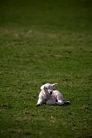 Raven Crag, Place Fell, Middle Dodd, Selside, Herdy Sketch, Bewaldeth, Levens, Biggar, Hart Side, Whitehaven, Troutbeck Tongue, Herdwick Sheep Oil Pastels, Red Pike (Buttermere), Low Pike, Burgh by Sands, Herdwick Sheep Acrylic Paintings, Seathwaite Fell, Lank Rigg, Lingmell, Drumburgh, Herdy Sheep Artist, Ravenstonedale, Burnbank Fell, Herdwick Drawings, Herdwick Sheep Oil Painting, Herdwick Wall Art, Herdy Art, Herdwick Sheep Sketch,  Lake District, Cumbria.