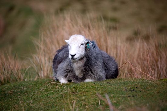 Brigsteer Farm Herdwick