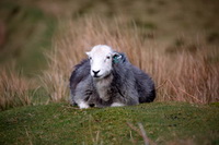 Burton-in-Kendal, Seascale, Lakeland Herdy Artworks, Brim Fell, Abbeytown, Caudale Moor, Johnby, Causey Pike, Troutbeck (Penrith), Skelwith Bridge, Herdwick Sheep Oil Painting, Lamplugh, Herdwick Sheep Oil Painting, Herdwick Drawings, Torver, Whinlatter, Herdy Ewe, Herdwick, Lingmell, Helvellyn, Herdy Sketch, Yoke, Buckbarrow, Herdy Sheep Artist,  Lake District, Cumbria.