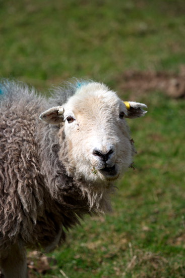 Lakeside Valley Lake district Sheep