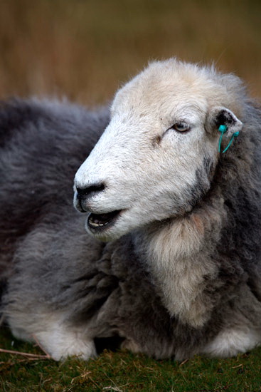 Great Corby Farm Herdwick