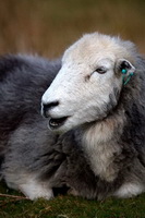 Herdwick Sheep, Dent, Raise, Herdy Sheep Artist, Troutbeck (Windermere), Millom, Dollywaggon Pike, Ill Bell, Casterton, Hincaster, Herdwick Sheep Art, Herdwick Artwork, Roa Island, Herdwick, Bleaberry Fell, Herdwick Sheep Oil Painting, Mealsgate, Herdwick Sheep Art Studio, Crinkle Crags, Hartsop Dodd, Herdy Sketches, Drigg, Lakeland Herdy Artworks, Herdies, Herdwick Drawings, Fellbarrow, Silver How, Crook, Great End, Dockray, Houghton,  Lake District, Cumbria.