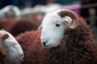 Herdwick Wall Art, Knott Rigg, Silver How, Herdies, Herdy Wall Art, Lupton, Armathwaite, Herdy Sheep Artist, Stainton With Adgarley, Blawith, Plumbland, Kentmere Pike, Lowick, Lakeland Herdy Artworks, Bowscale, Lingmell, Witherslack, Lonscale Fell, Herdwick Sheep, High Street, Buttermere, Pike of Stickle, Slight Side, Pavey Ark, Penrith, Ullscarf, Lakeland Sheep, Beetham, Herdwick Sheep Prints, Greysouthen, Herdy Art,  Lake District, Cumbria.