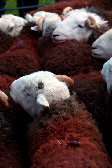 Watch Hill Lakeland Sheep