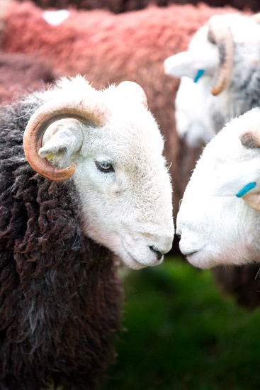 Ponsonby Field Lakeland Sheep