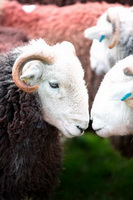 Whin Rigg, Wythop Mill, Lakeland Sheep, Near Sawrey, Herdwick Sheep Oil Painting, Nenthead, Old Hutton, Herdwick Sheep Oil Painting, Johnby, Cark (Cartmel), Great Carrs, Ulverston, Allen Crags, Great Sca Fell, Herdwick Sheep Prints, Spark Bridge, Sale Fell, Herdies, The Nab, Colthouse, Lowthwaite Fell, Great Dodd, Herdwick Sheep Oil Pastels, Herdwick, Yewbarrow, Herdwick Drawings,  Lake District, Cumbria.