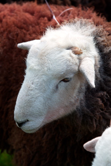 Black Fell Field Herdwick Sheep