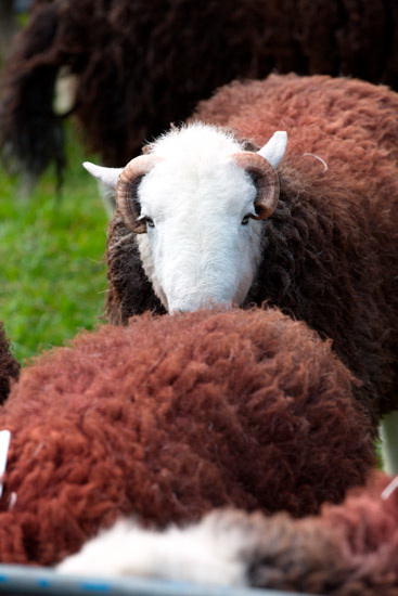 Wiggonby Field Herdwick Sheep