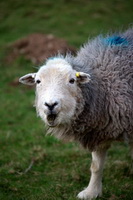 Hopegill Head, Crinkle Crags, Wiggonby, Crosby Garrett, Walla Crag, Blea Rigg, Gosforth, Herdwick Sheep Oil Painting, Castle Crag, Herdwick Sheep Oil Pastels, Allen Crags, Braithwaite, Askham, Herdwick Wall Art, Bleaberry Fell, High Raise, Herdy Art, Herdwick, Aikton, Leasgill, Lakeland Herdy Artworks, Herdwick Sheep, Natland, Black Combe, Ling Fell, Herdy Wall Art, Cleator Moor, Rydal, Herdwick Artwork, Herdwick Sheep Acrylic Paintings, Herdwick Sheep Art Studio, Sebergham, Black Fell,  Lake District, Cumbria.