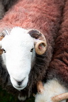 Herdy, Bakestall, Great Calva, Little Strickland, Herdwick Sheep Art, Herdwick, Raughton Head, Herdwick Wall Art, Thunacar Knott, Middle Fell, Levens, Caw Fell, Dean, Catterlen, Little Hart Crag, Herdy Sketch, Herdwick Artwork, Grasmoor, Herdwick Sheep Oil Painting, Seat Sandal, Herdwick Sheep Prints, Herdy Wall Art, Herdy Ewe, Herdy Sheep Artist, Houghton, Swinside, Carrock Fell, Herdwick Sheep Sketch, Crag Fell,  Lake District, Cumbria.