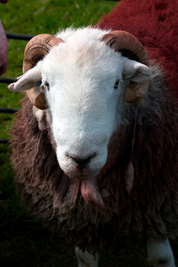 Brandreth Farm Herdwick