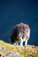 Herdwick Sheep Art, Knock, Colthouse, Crinkle Crags, Herdwick Sketches, Barf, Herdies, Workington, Herdwick, Rampsgill Head, Arnside, Drigg, Scoat Fell, Gosforth, Burnbanks, Glenridding Dodd, Little Hart Crag, Herdwick Ewe, Thornthwaite, Herdwick Sheep Oil Painting, Armboth Fell, Herdwick, Gray Crag, Hutton Roof (Kirkby Lonsdale), Mixed-Media Herdwick Art,  Lake District, Cumbria.