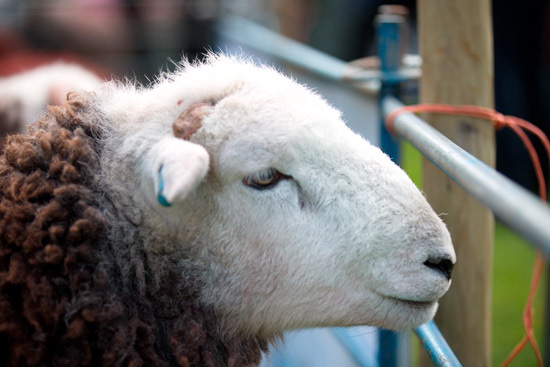 Hethersgill Field Herdwick Sheep