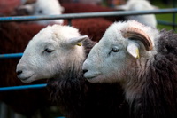 Herdwick Sheep Sketch, Brough, Beckermet, Brown Pike, Herdy Sketch, Slate Fell, Windermere, Steeple, Gilsland, Herdwick Sheep Oil Painting, Lakeland Sheep, Lingmell, Herdwick Sheep Acrylic Paintings, Witherslack, Dale Head, Old Hutton, Red Screes, Seatallan, Herdwick Sheep Art Studio, Herdwick, High Tove, Herdwick Sheep Art, Dollywaggon Pike, Herdy Art, Cliburn, Herdwick Sheep Oil Painting, Herdwick Wall Art, Newbiggin (Brampton), Herdy,  Lake District, Cumbria.